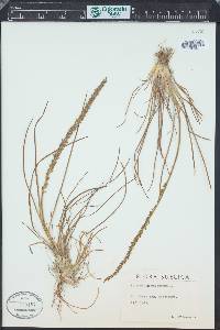 Triglochin maritima image