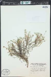 Cherleria laricifolia image