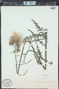Cirsium palustre image