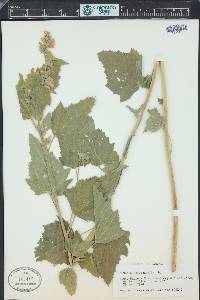 Althaea officinalis image