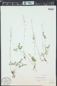 Thalictrum alpinum image