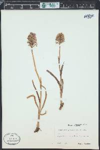 Anacamptis pyramidalis image