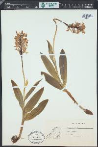 Orchis militaris image