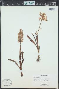 Orchis mascula image