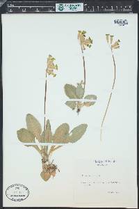 Primula veris image