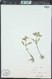 Lamium album image