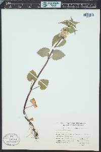 Lamium album image