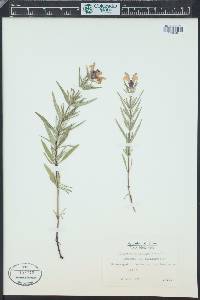 Dracocephalum ruyschiana image