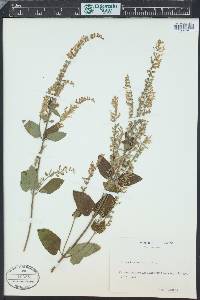 Teucrium scorodonia image