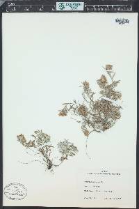 Teucrium montanum image