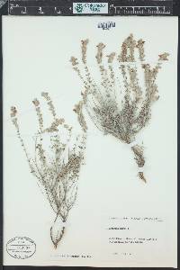 Teucrium marum image