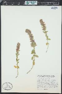 Teucrium chamaedrys image