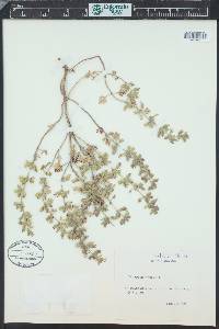 Teucrium botrys image