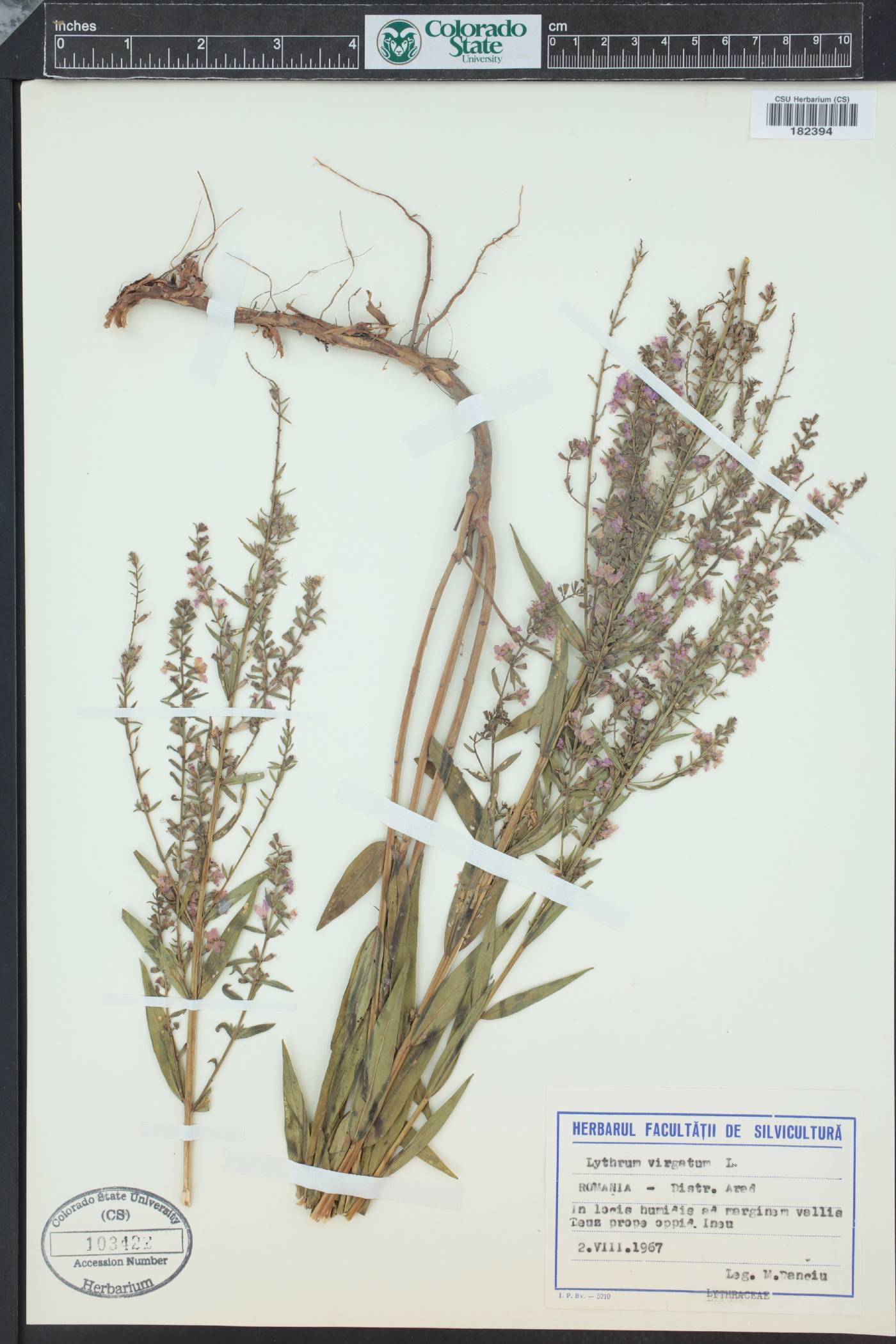 Lythrum virgatum image