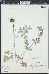 Thalictrum flavum image