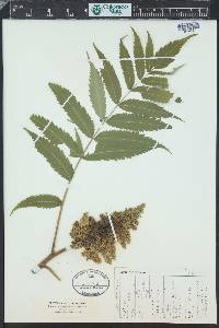 Rhus typhina image