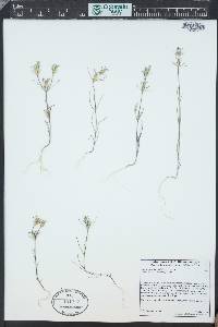 Linanthus bigelovii image