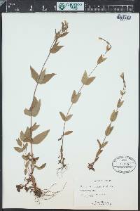 Epilobium collinum image