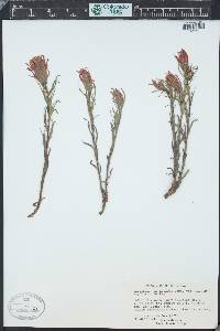 Castilleja applegatei image