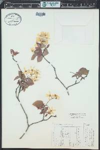 Amelanchier humilis image