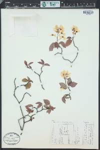 Amelanchier humilis image