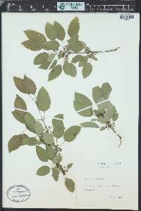 Rhamnus cathartica image