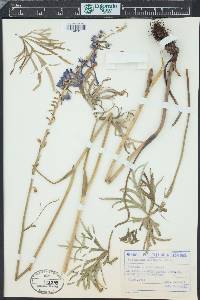 Delphinium fissum image