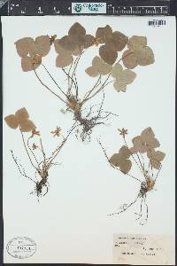 Anemone americana image