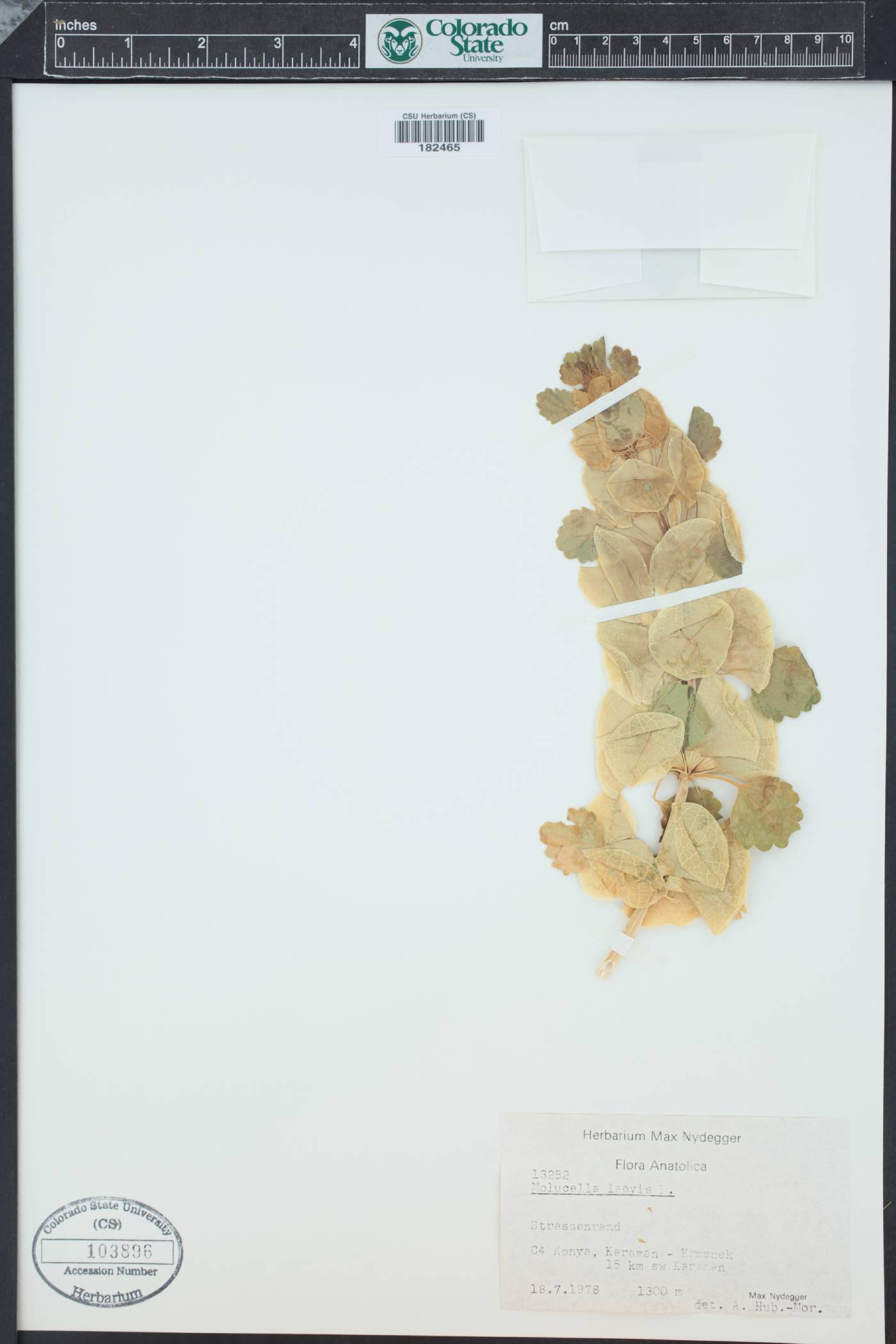 Moluccella laevis image
