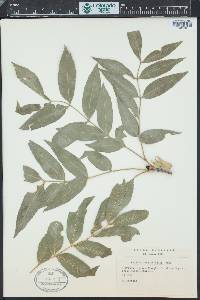 Fraxinus angustifolia image