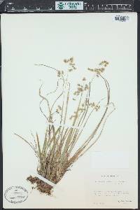 Hierochloe australis image