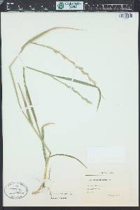 Lolium perenne subsp. multiflorum image