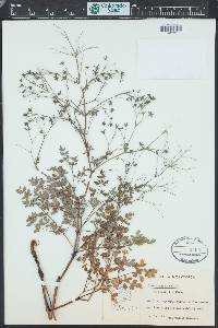 Thalictrum minus image