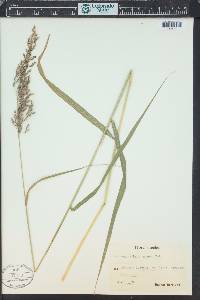 Calamagrostis purpurea image