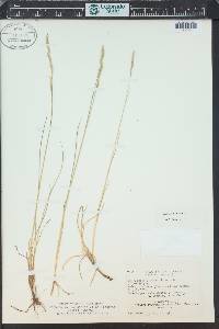 Festuca rubra image