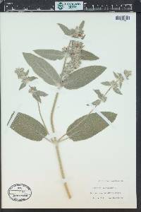 Stachys germanica image