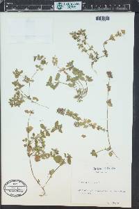 Stachys arvensis image