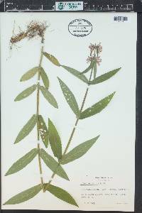 Stachys palustris image