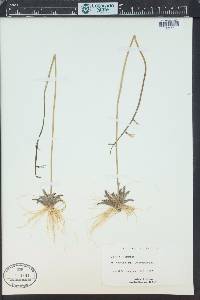 Lobelia dortmanna image