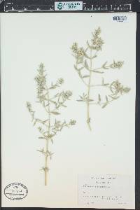 Marrubium peregrinum image