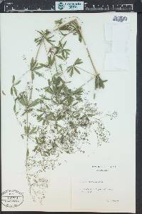 Galium sylvaticum image