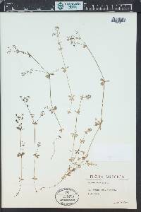 Galium saxatile image