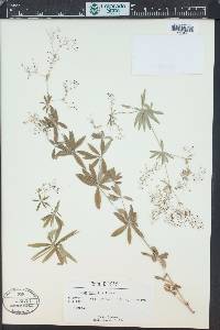 Galium schultesii image