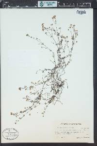 Galium sterneri image