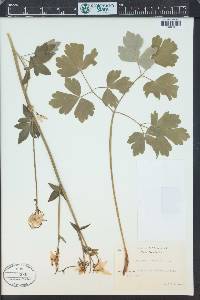 Aquilegia vulgaris image