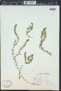 Elodea canadensis image