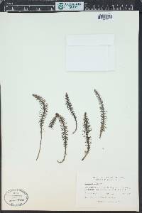 Hippuris vulgaris image