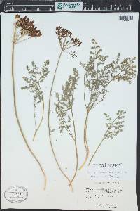 Lomatium grayi image