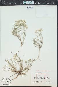 Ipomopsis congesta image
