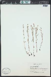 Hypericum canadense image